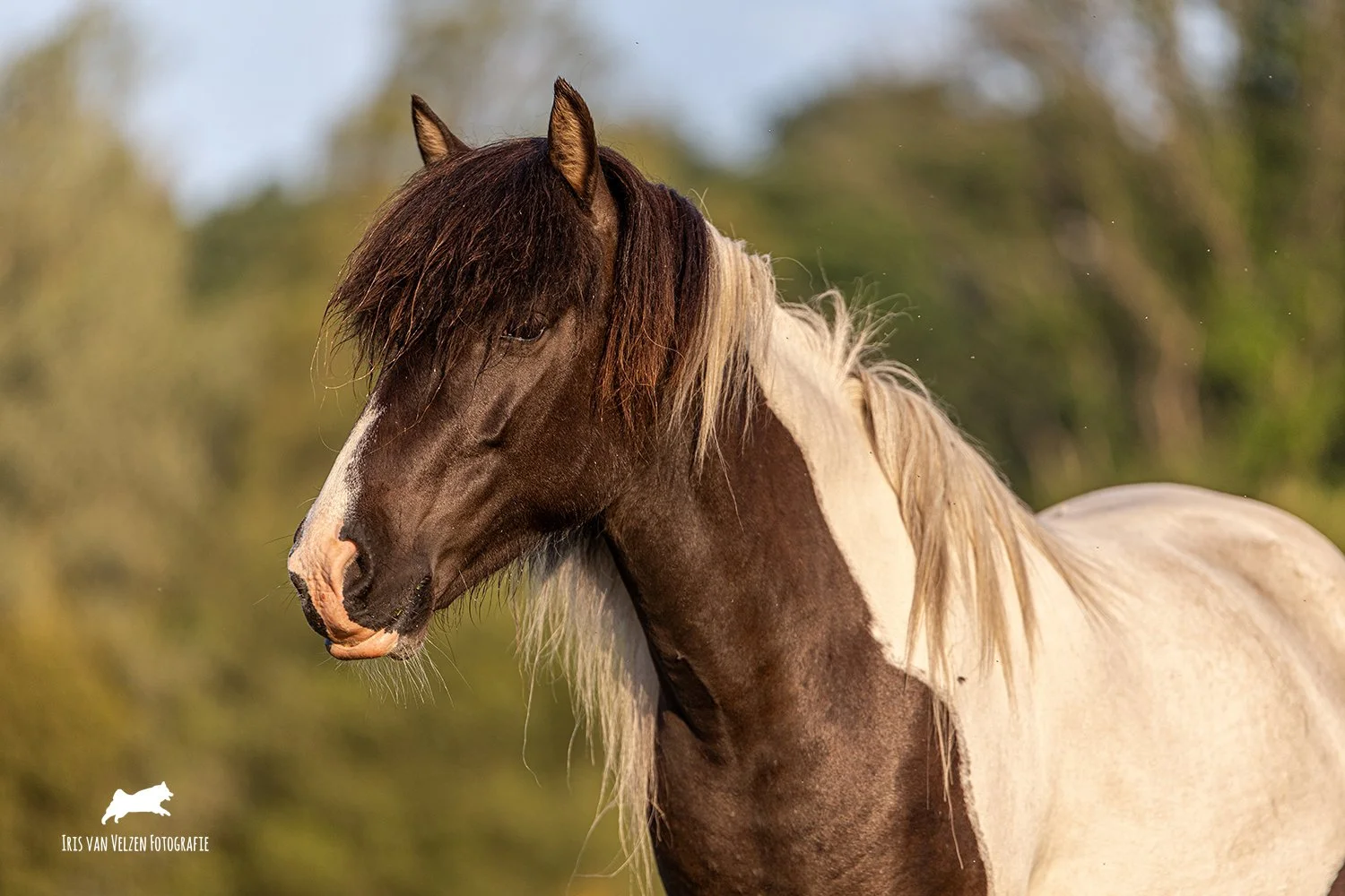 IrisVanVelzenFotografie-_MG_6019 - logo.jpg