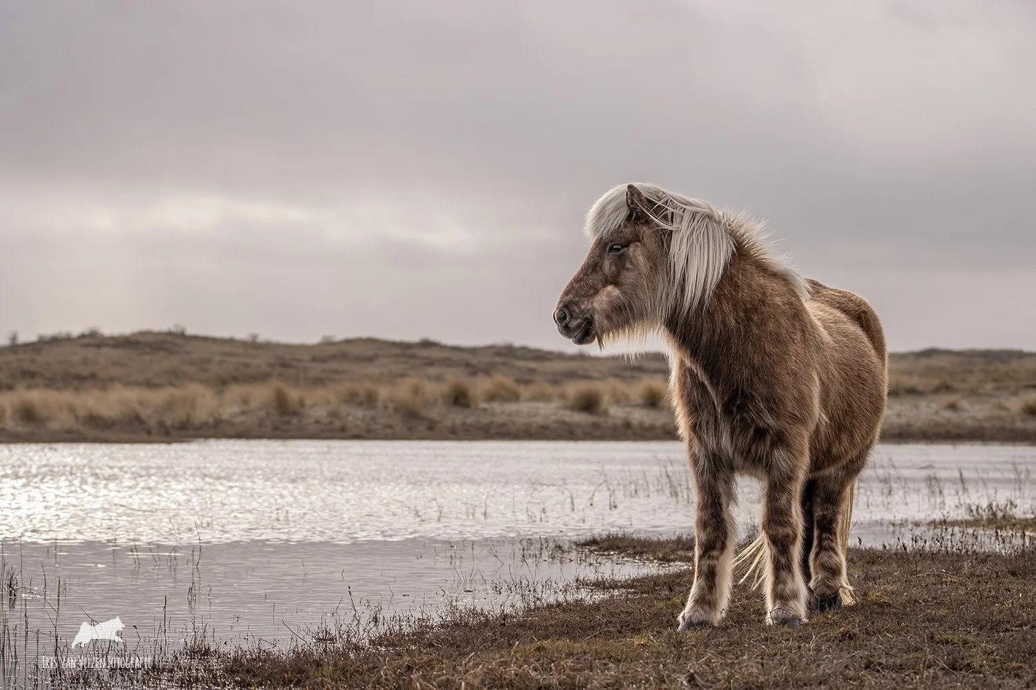 Eska in het duin, Terschelling
