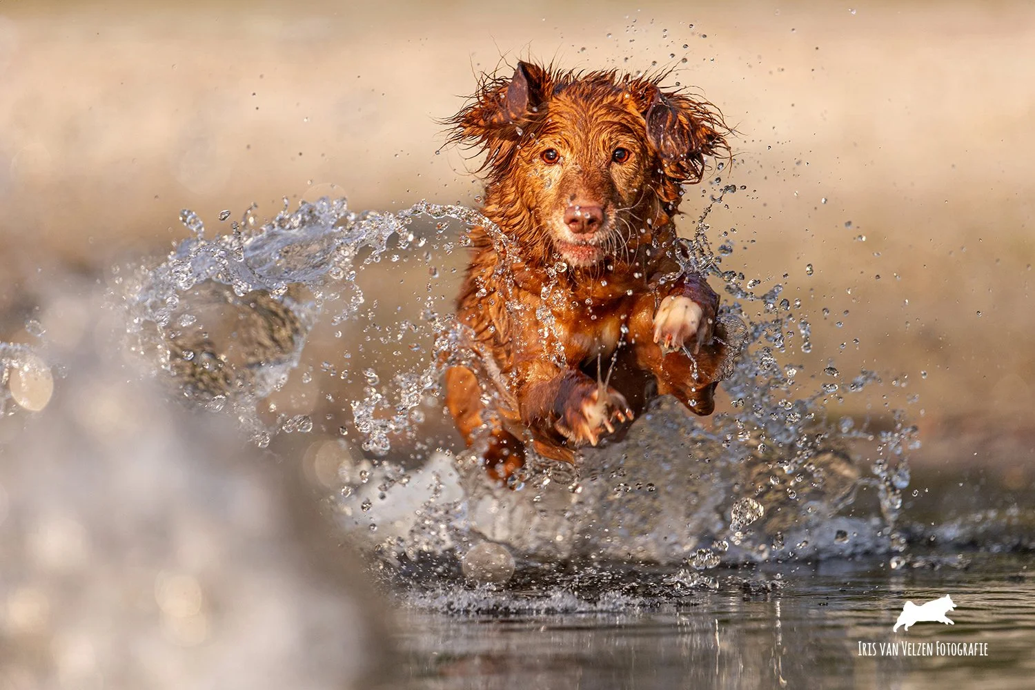 Neel in het water, Bellingwolde.