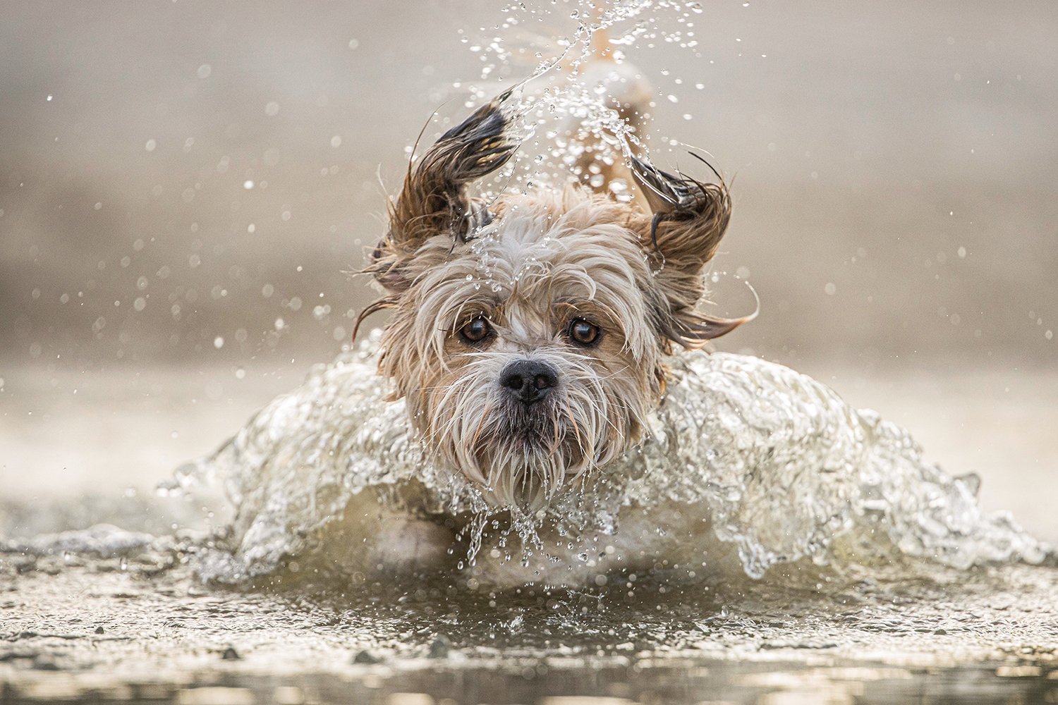 Kai in het water, Appelscha