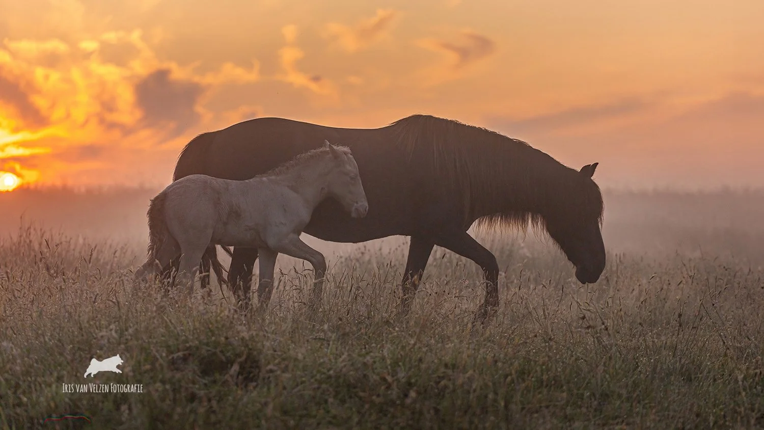 IrisVanVelzenFotografie-Þokavan'tPesiebad2025ÞeistafromCannahars _9788-logo.jpg