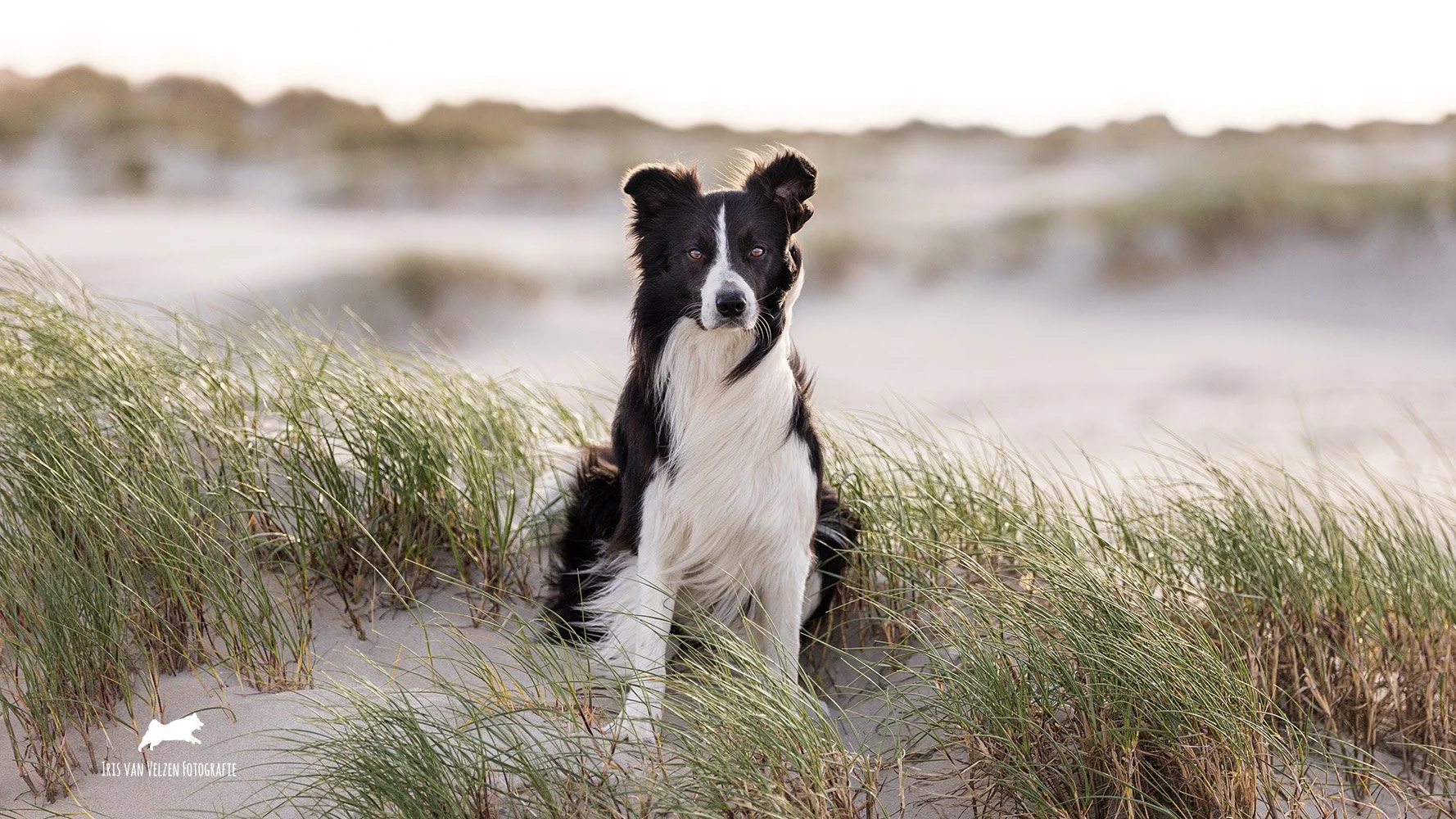 Oliver, Strand, Terschelling