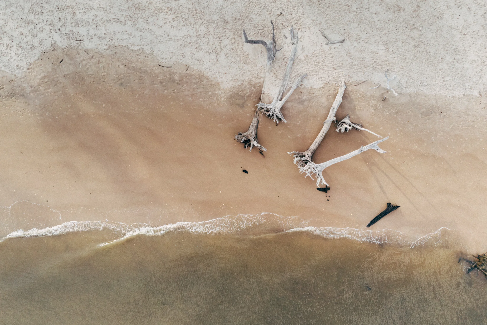 Bone Yard Beach Big Talbot Island State Park Jacksonville, FL
