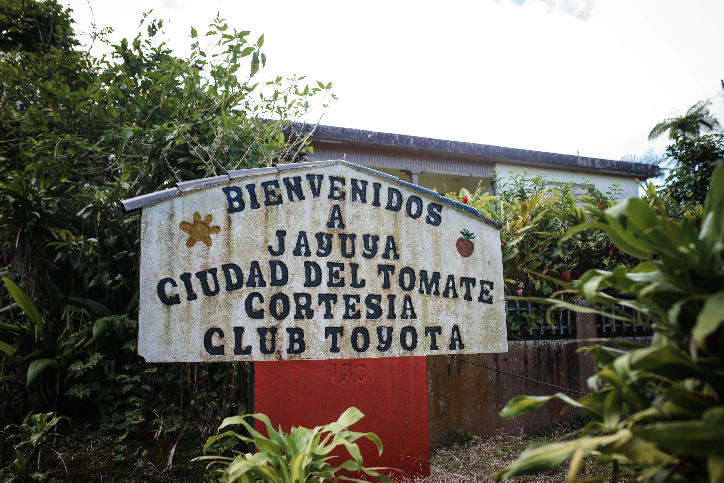 “Jayuya the City of the Tomato.” Jayuya boasts the best tomatoes in Puerto Rico. The quality is believed to be superior because the tomatoes are sweet. Sadly, hurricane Maria took all of the tomato and banana crops. The farmers had to purchase and replant these crops, but with the impending hurricane season coming, many are fearful that the once stable source of food and income, will not mature before June. Photo: Aniya Emtage Legnaro