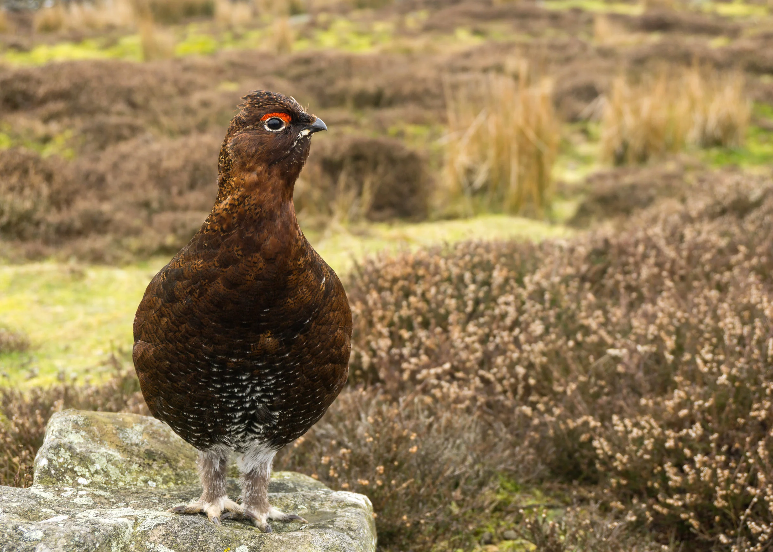 Red Grouse on Alert