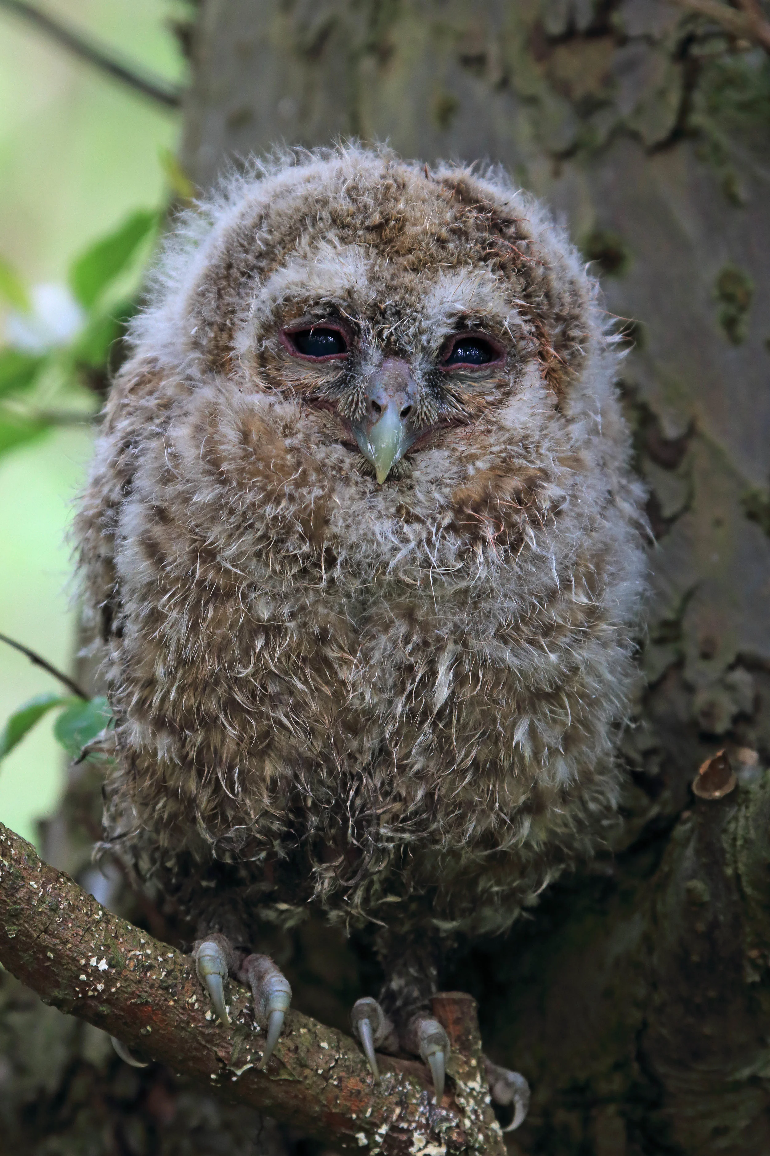Tawny Owl Chick
