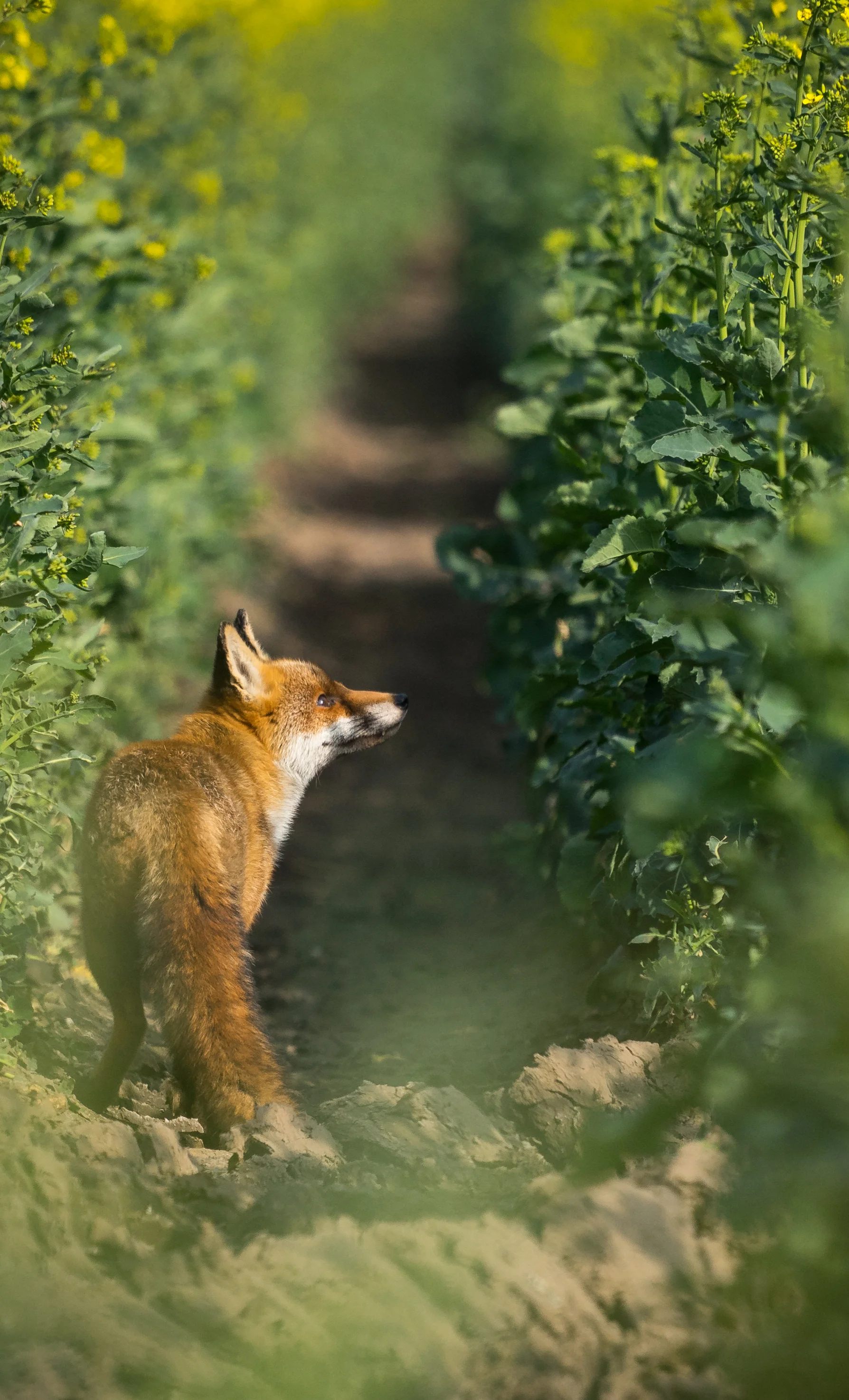 Red Fox - Sony A7ii, Sigma 100-400