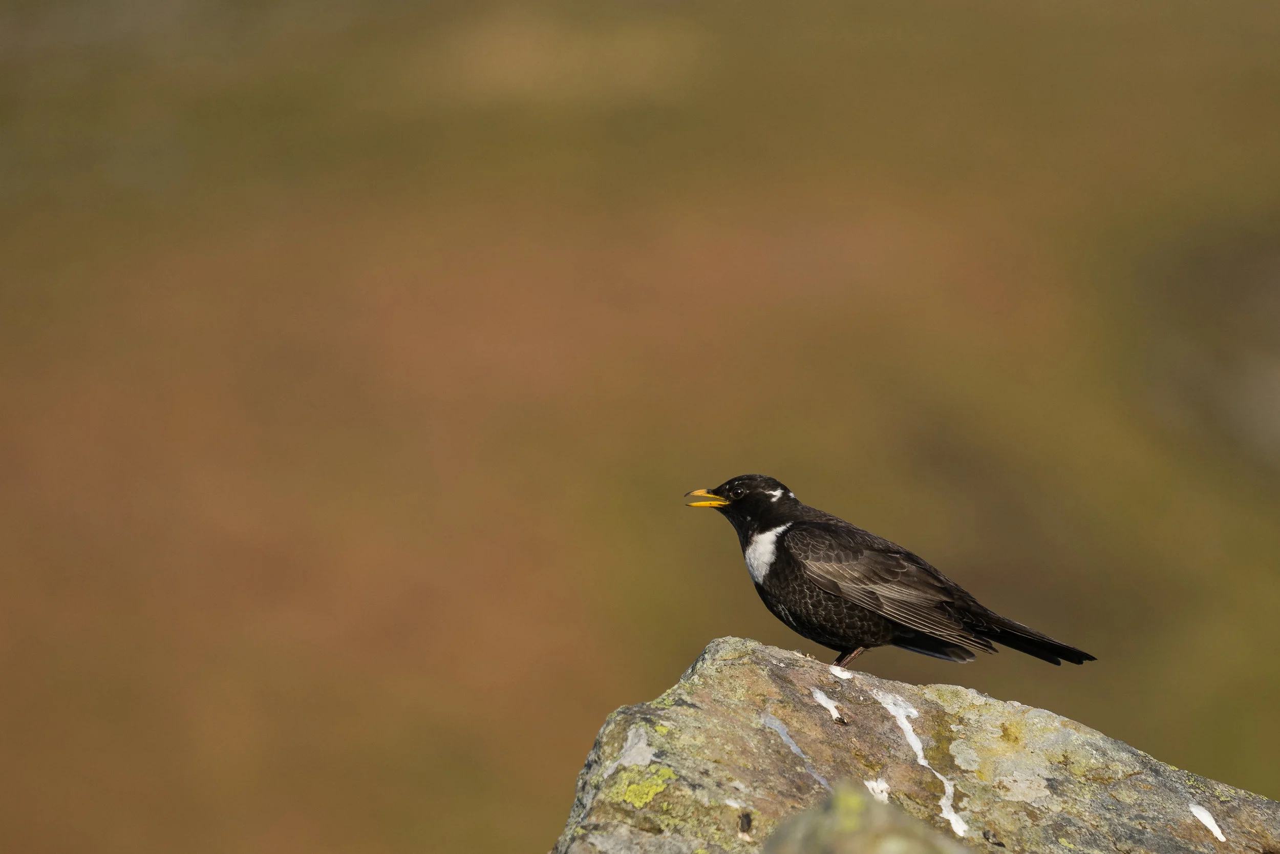 Male Ring Ouzel