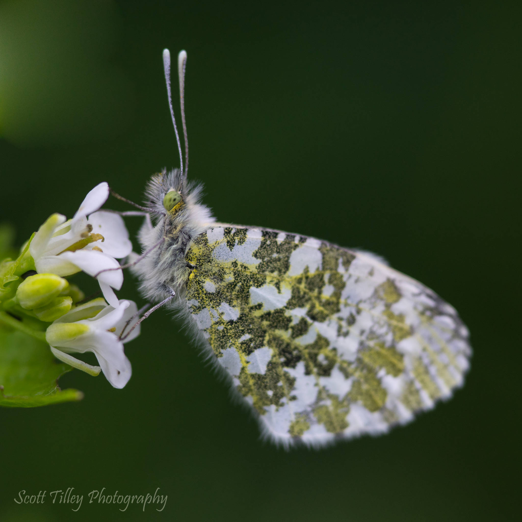 DSC06397fb2-Edit.jpg