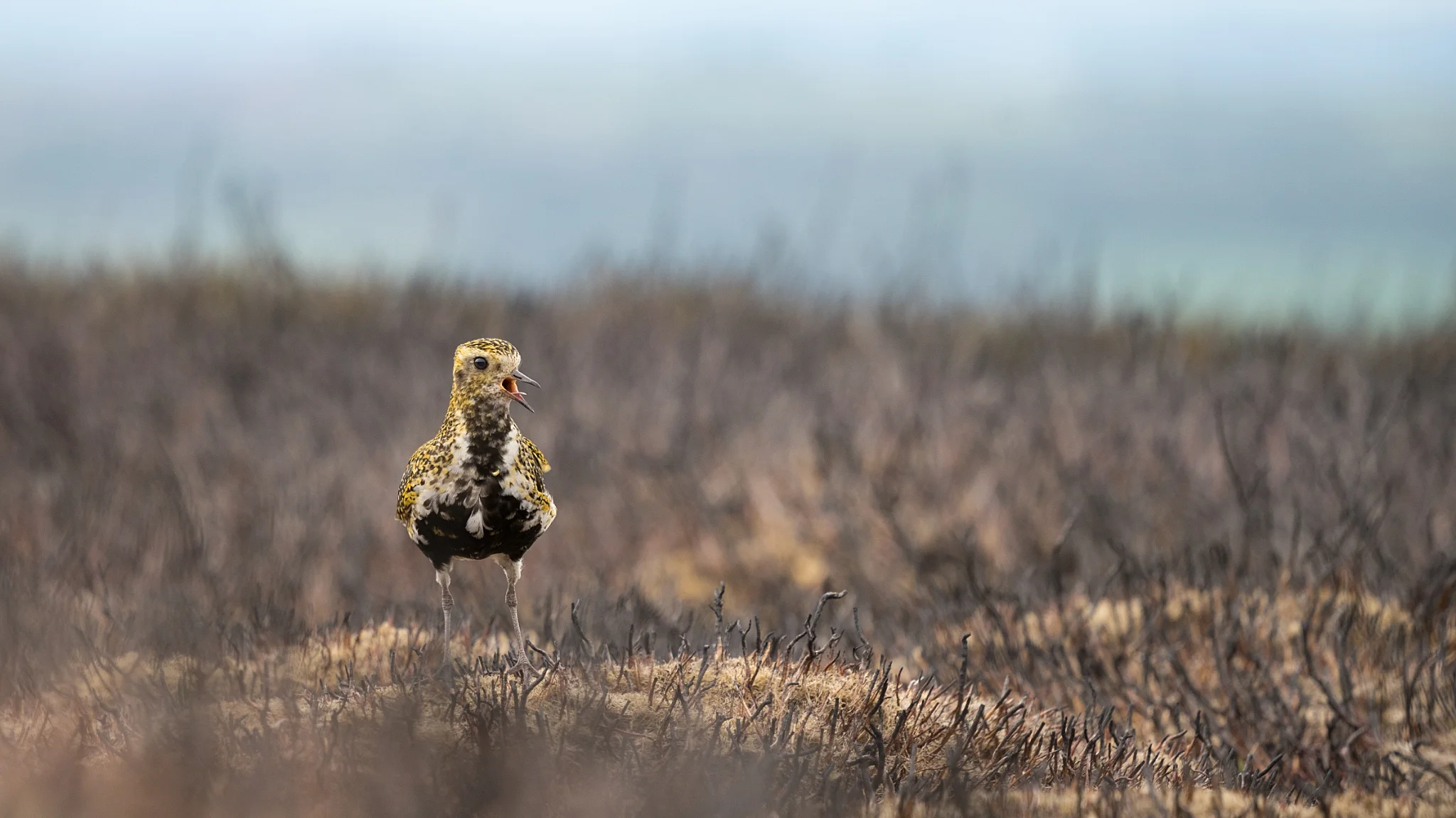 Golden Plover on Scorched Ground