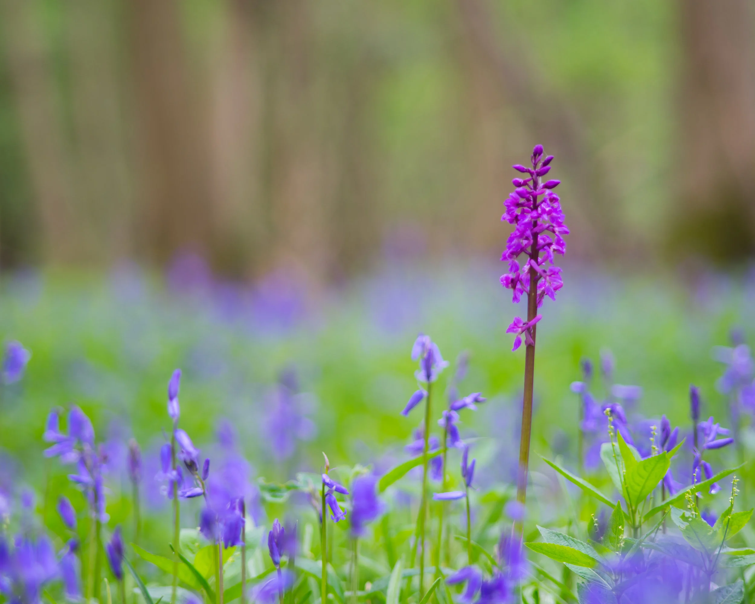 DSC01960-Edit.jpg