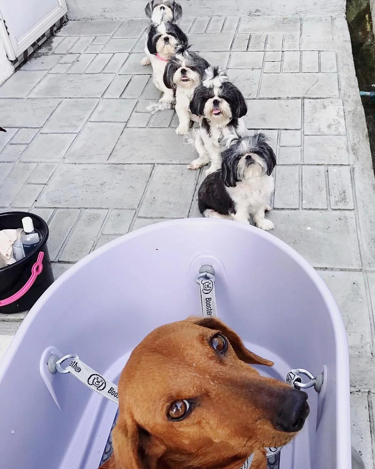 Booster Bath Dog Bath Tub Home