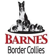 Barnes Border Collies
