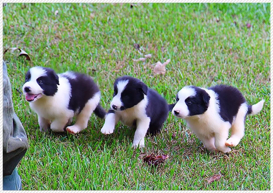 jackson family farm border collies