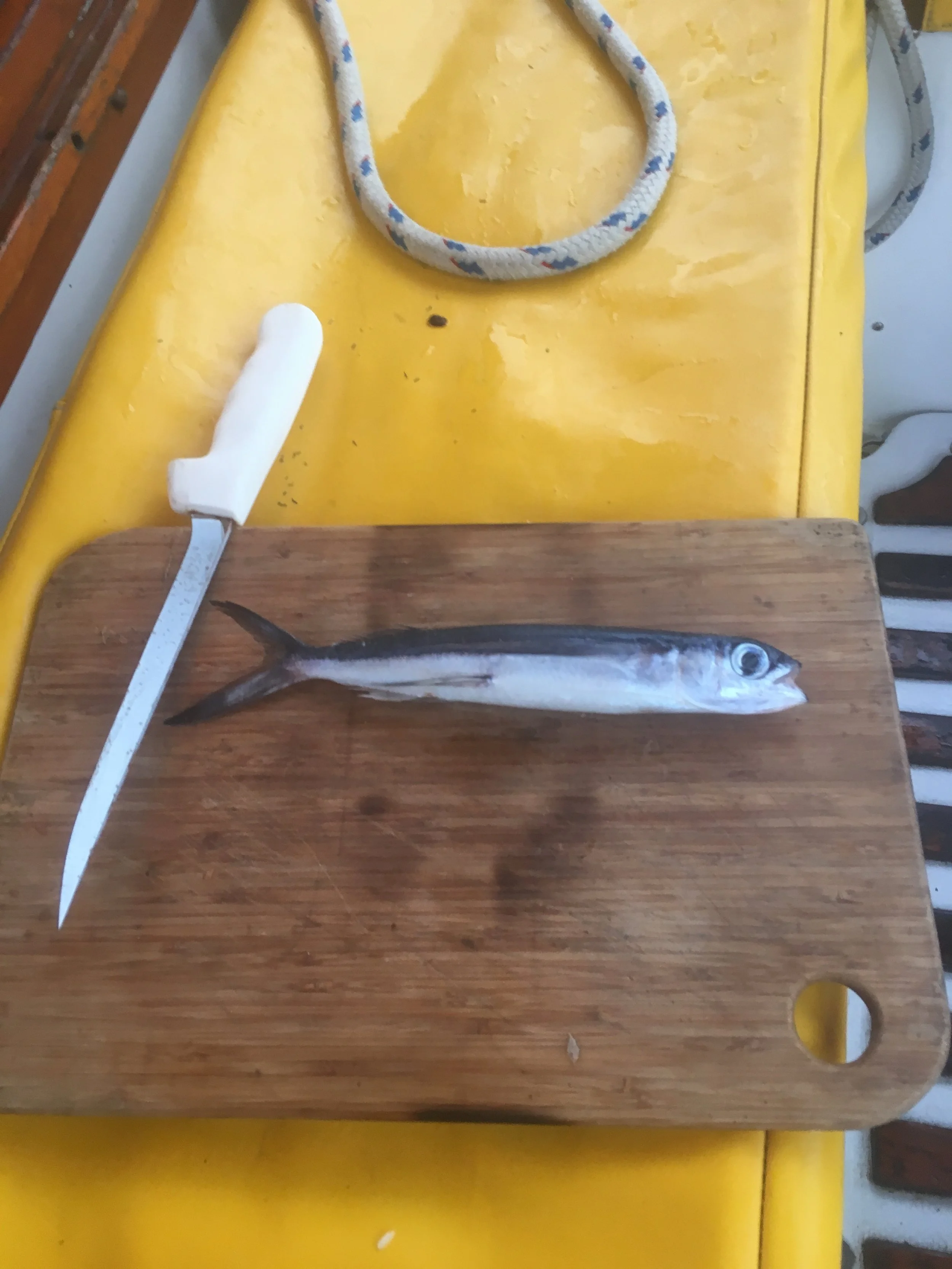 fish.JPG