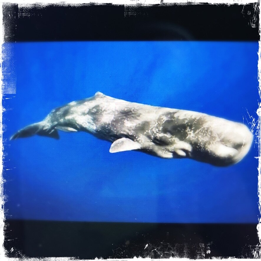 Chatting With Sperm Whales : Animals 