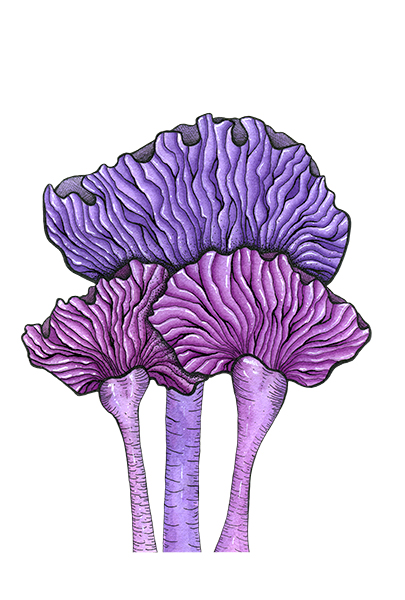 Amethyst Deceiver Mushroom