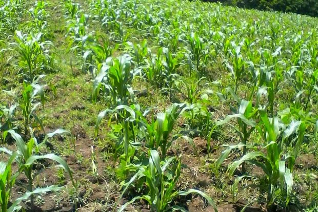 photo_3_0.jpg