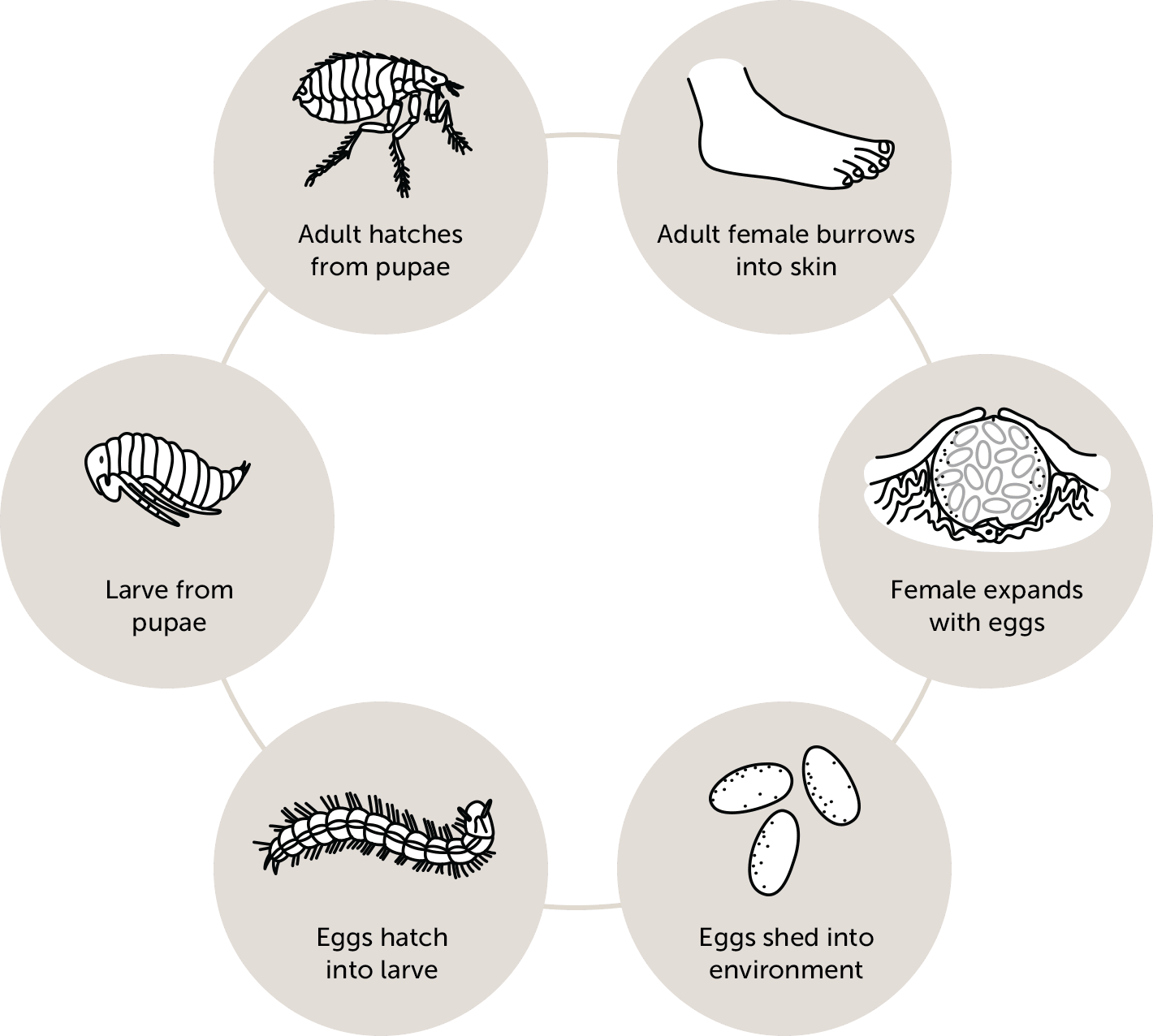 TungiasisDiagram@2x.png