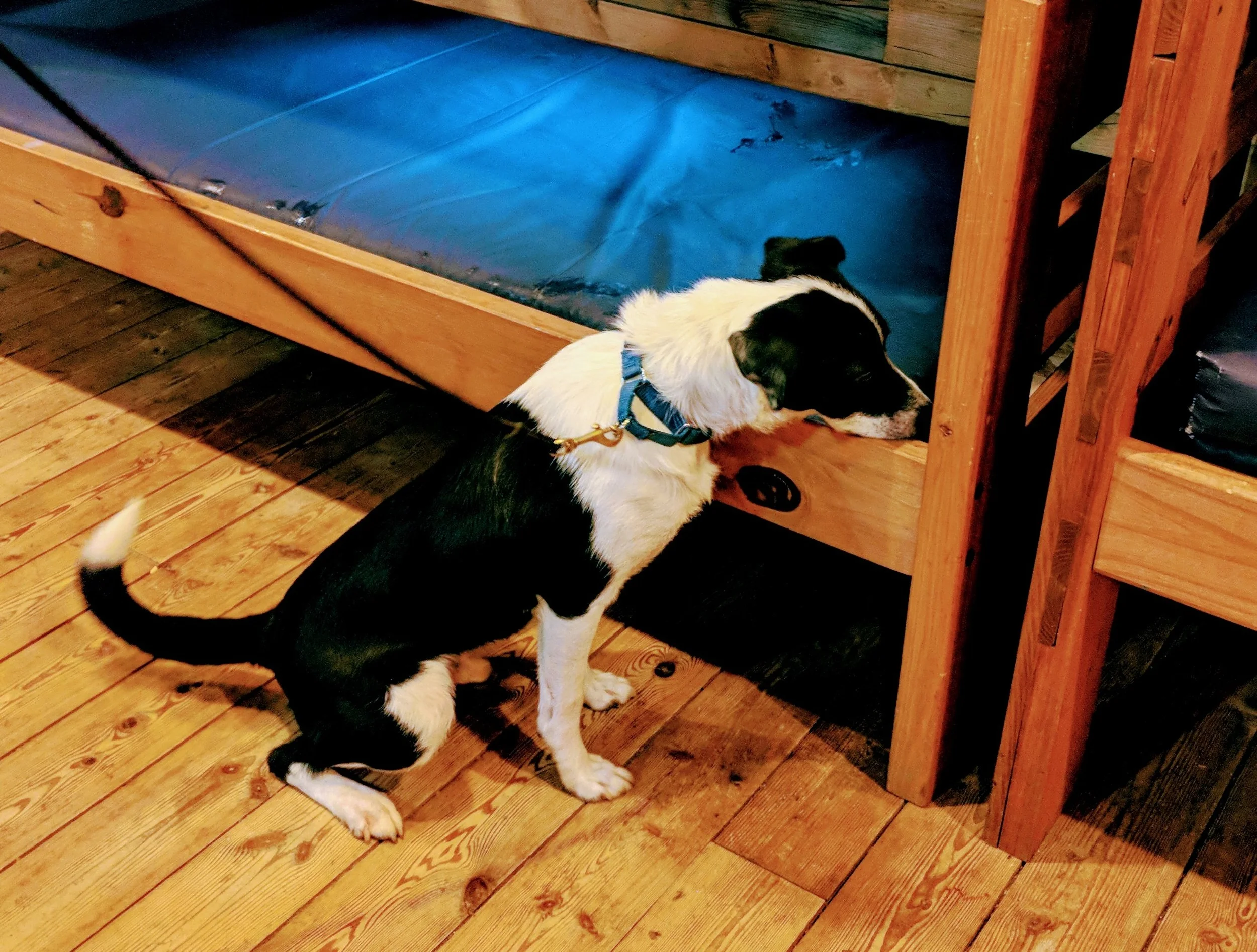 cheagle breeders near me