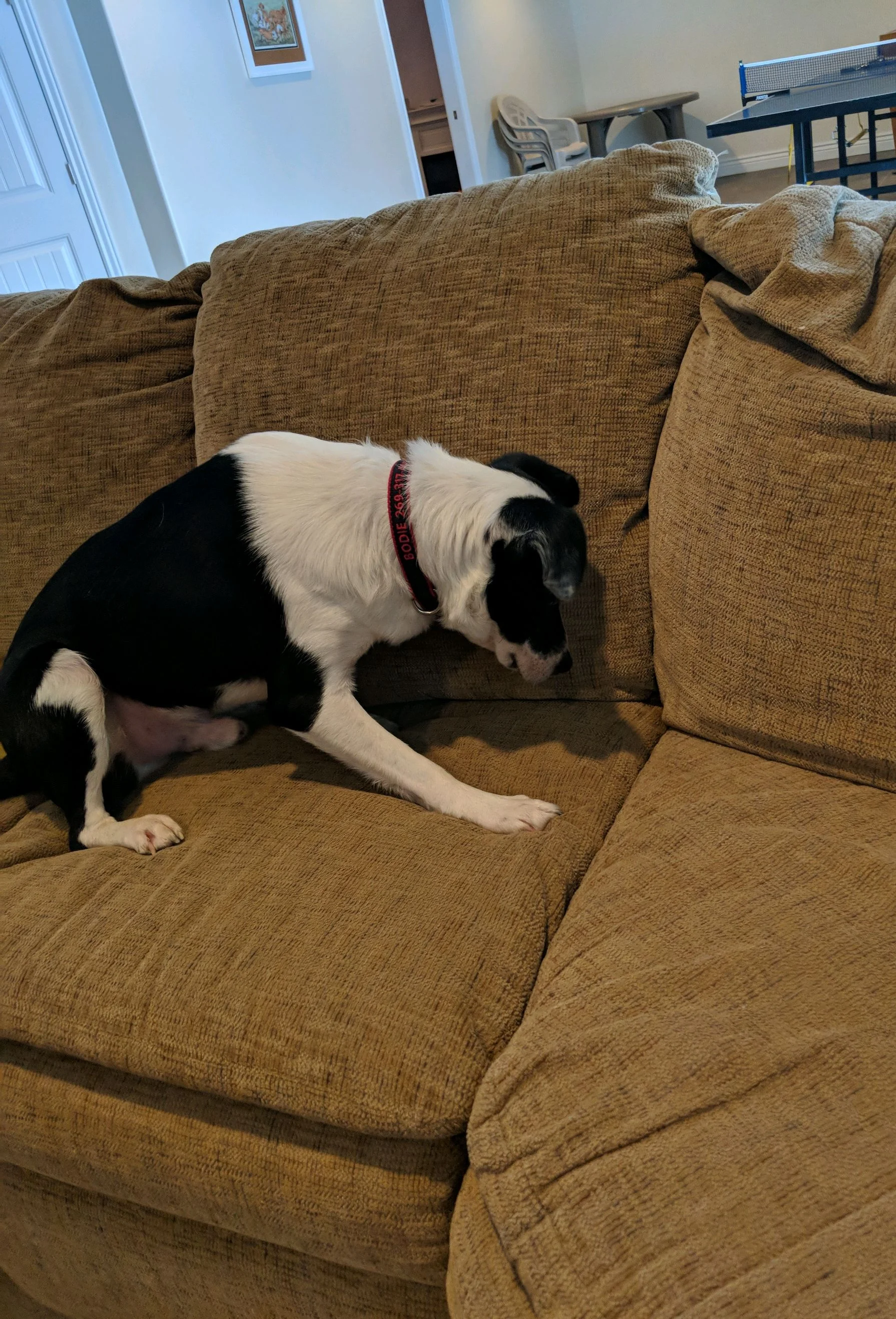 Gallery — K9 Bed Bug Hunter