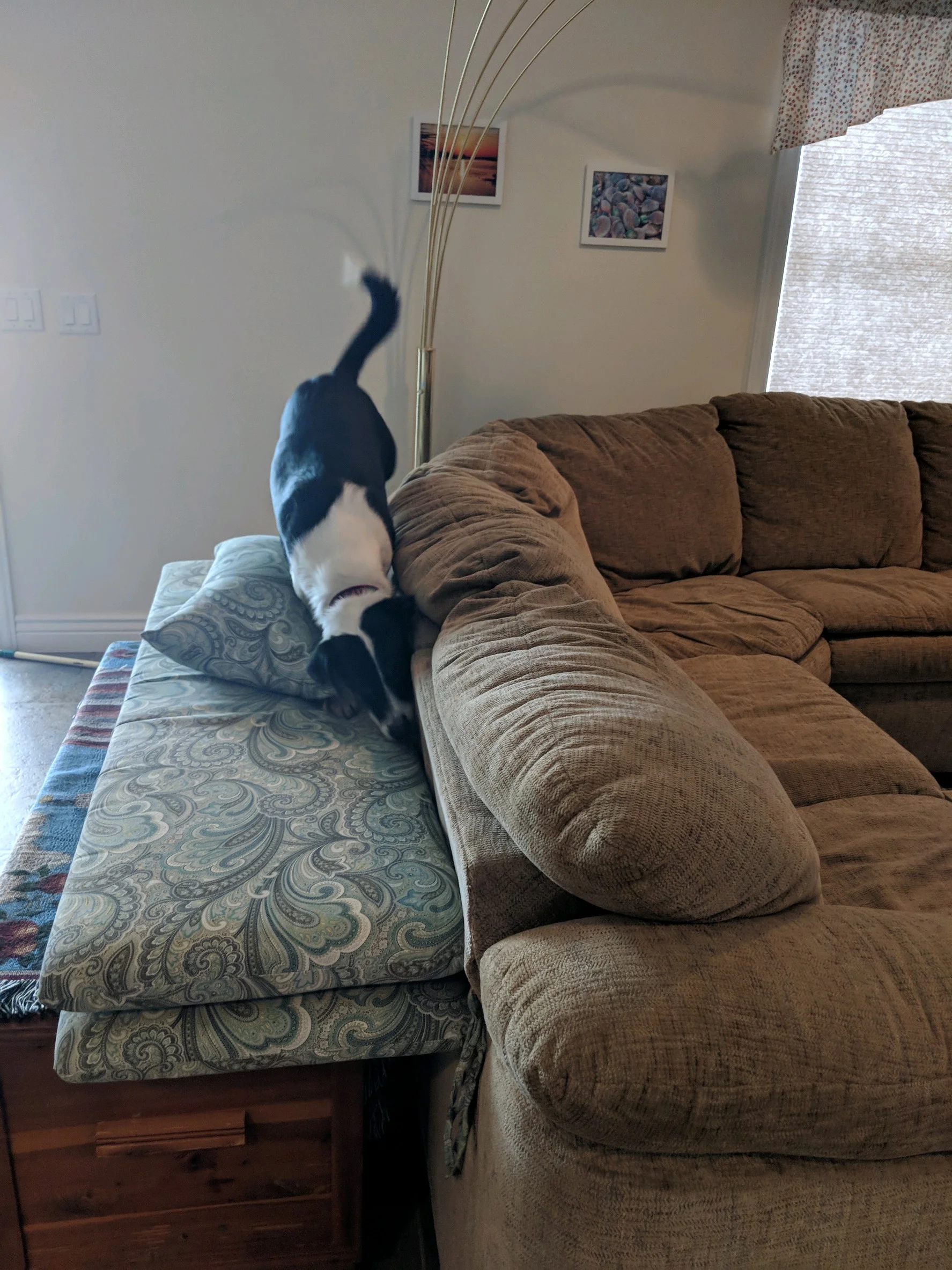 Gallery — K9 Bed Bug Hunter