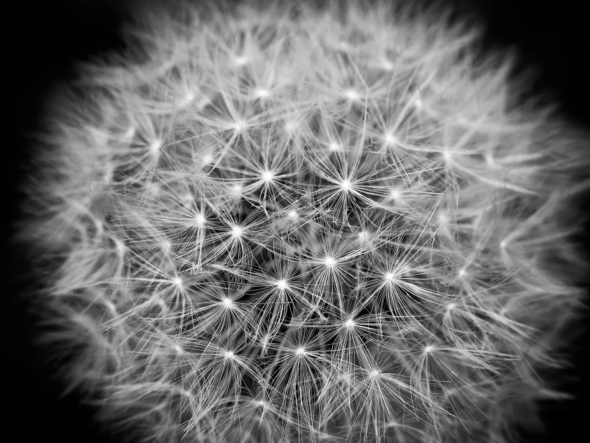 dandelion-1432019_1920.jpg