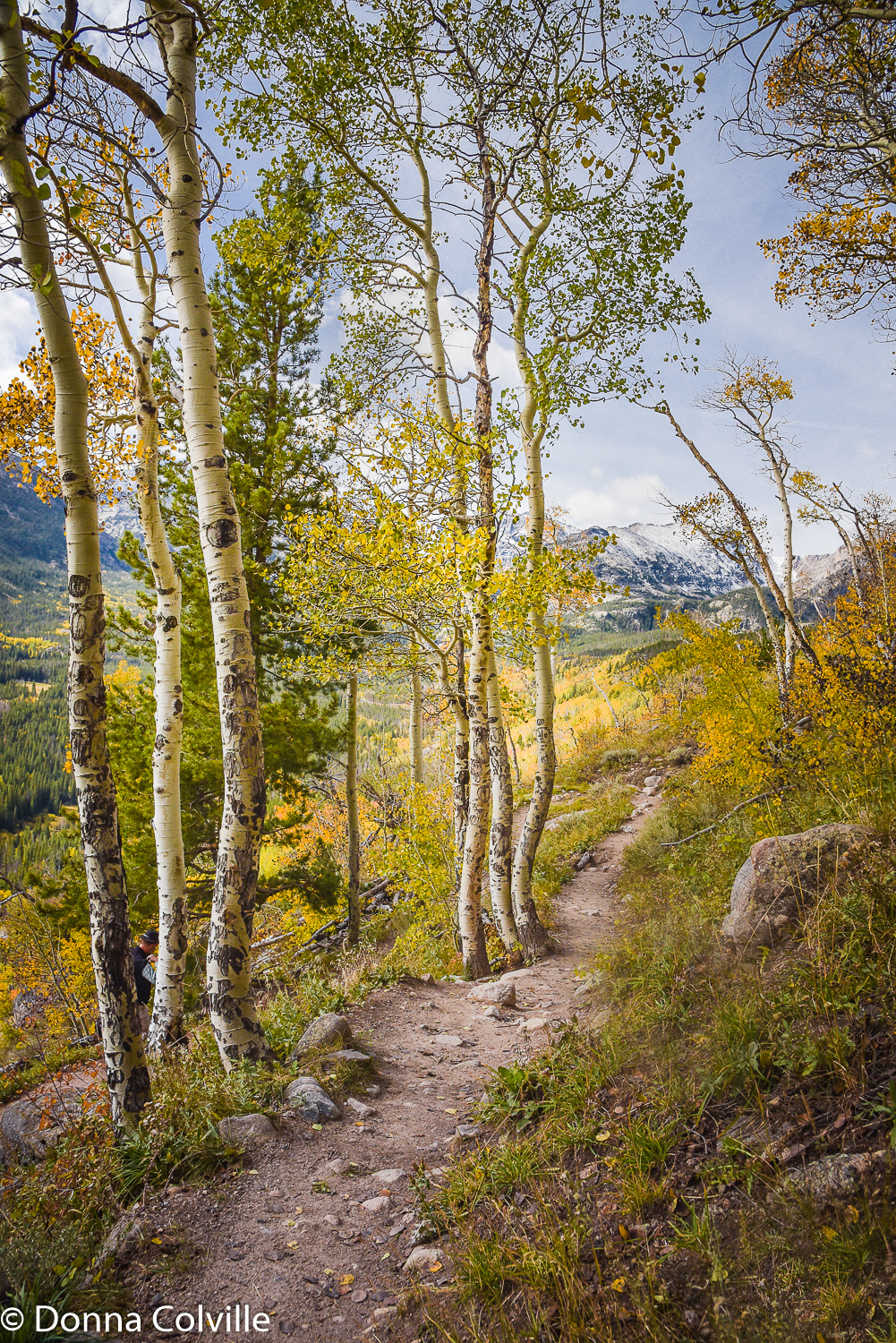 RMNP Aspen.JPG