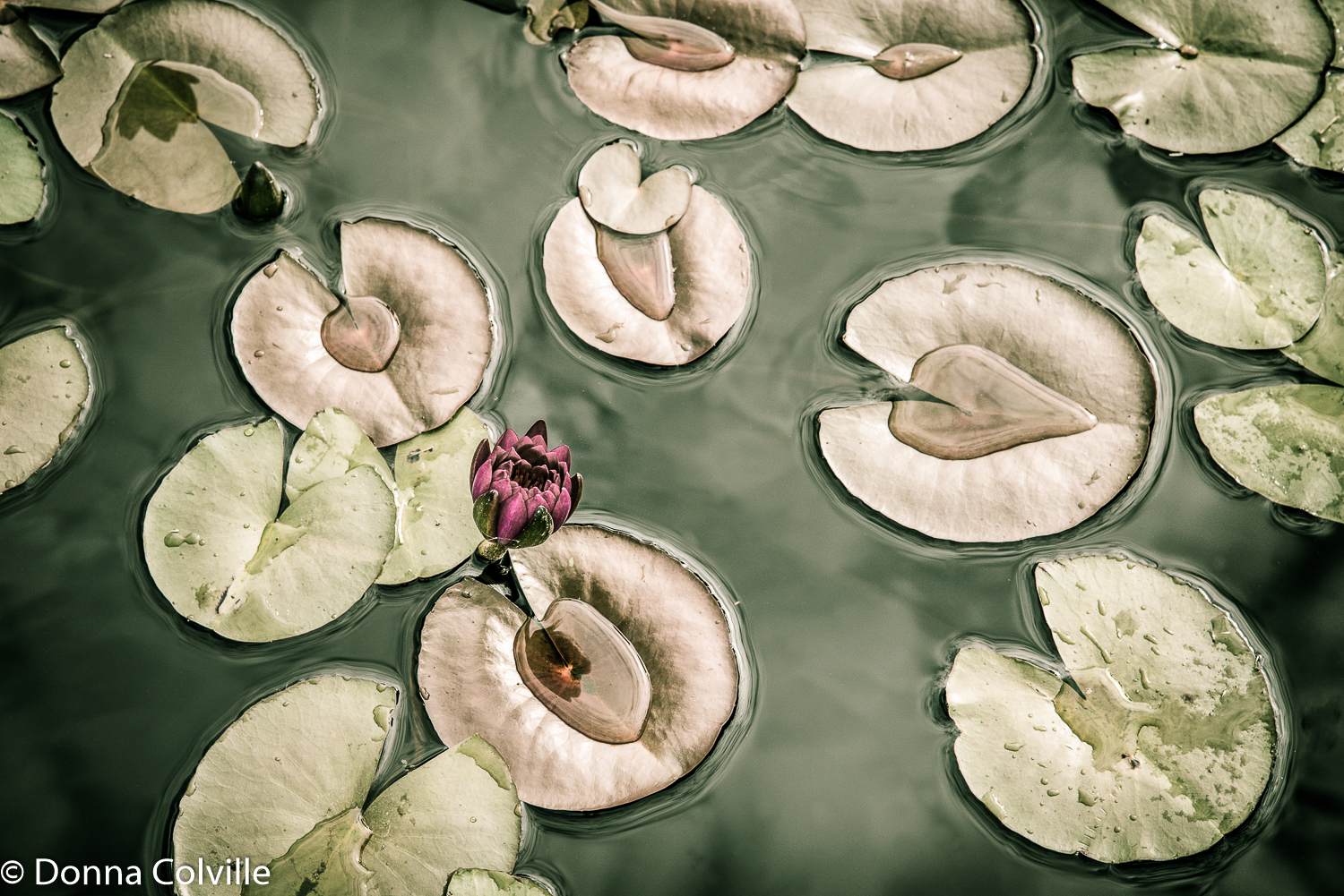 Waterlilies.JPG