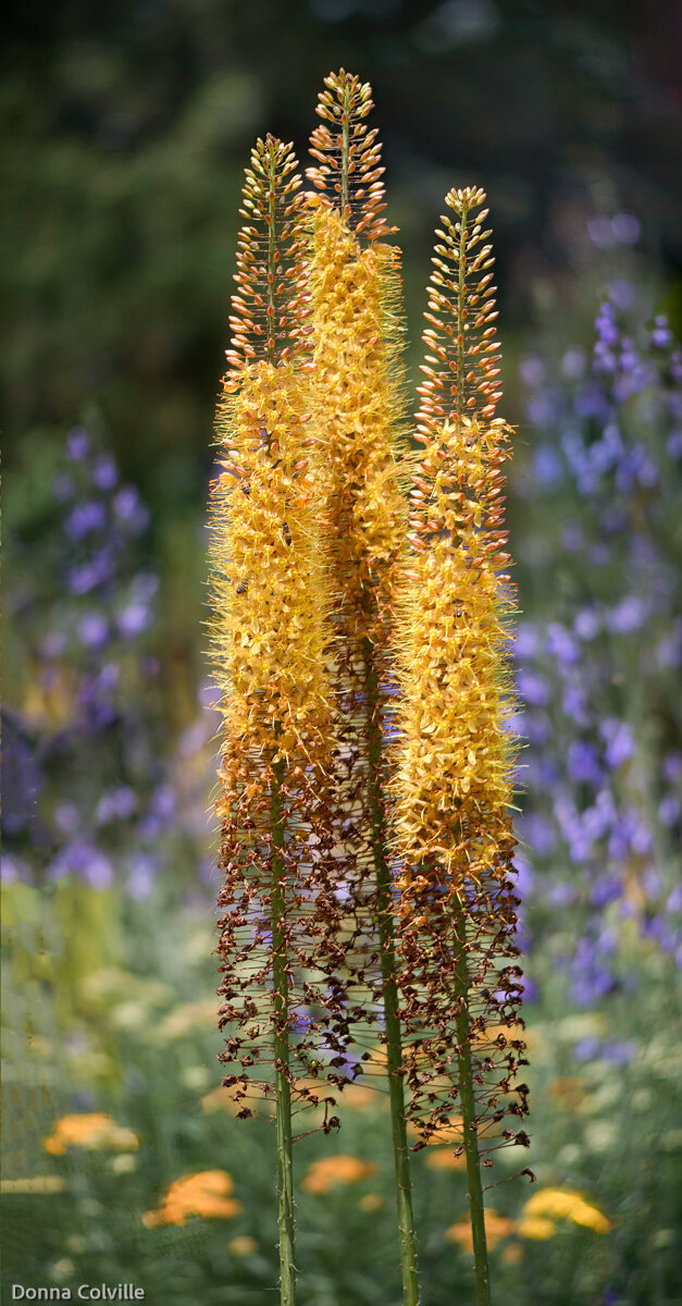 Foxtail Lily Denver Botanic Gardens.jpg