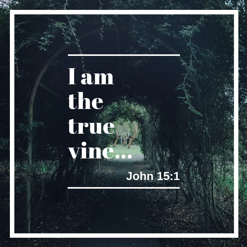 “I am the true vine…”.jpg