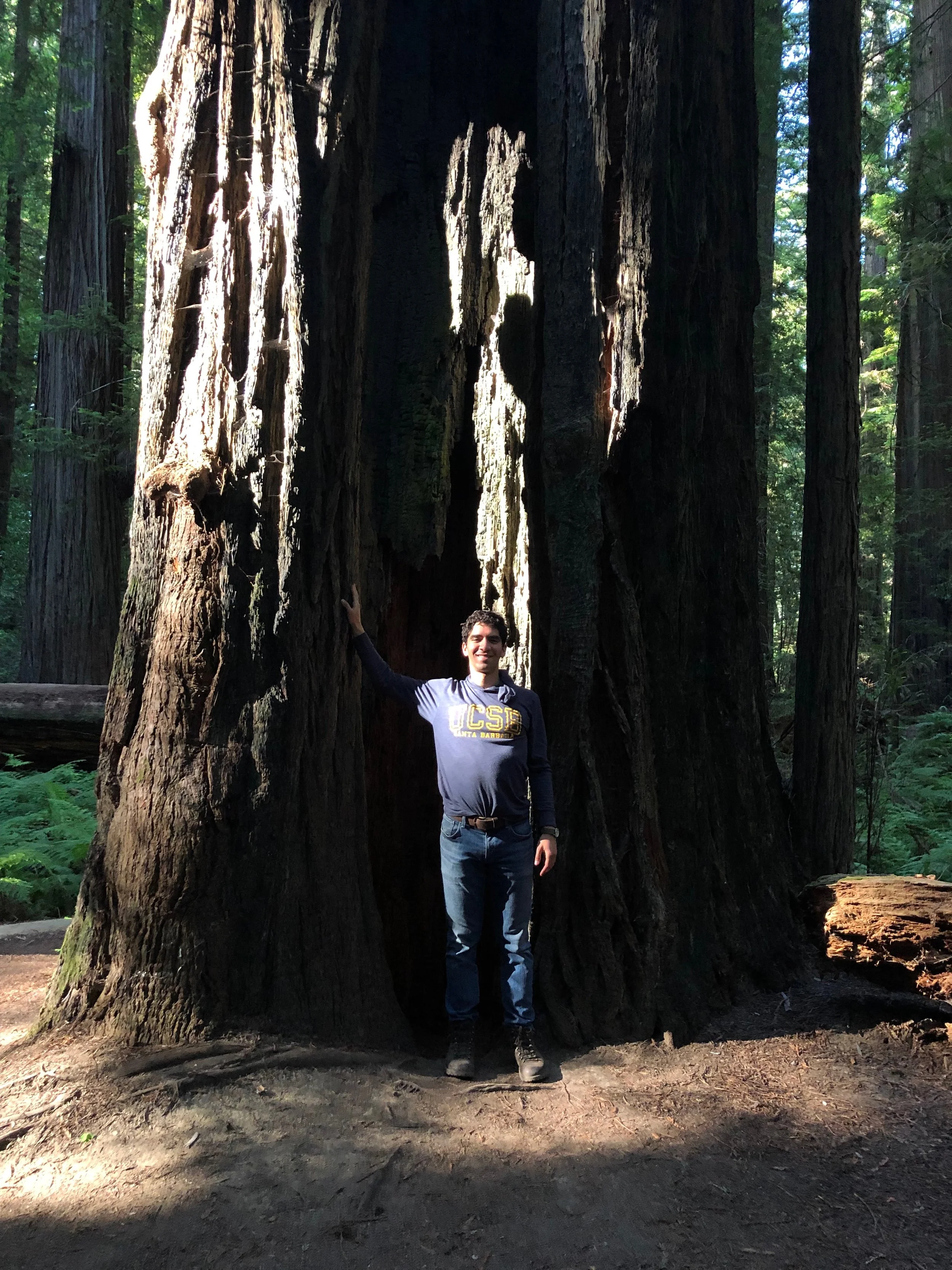redwoods.jpg
