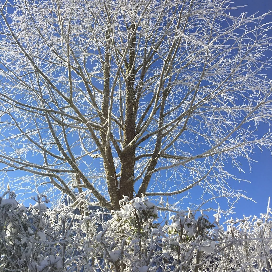 Winter.JPG