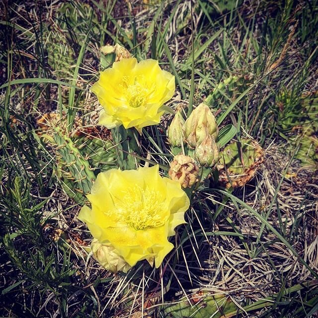 If you're out on a hike watch out for these beautiful cactus flowers! They're in full bloom! 🏵️#flowers🌸 #cactusflower #cactus