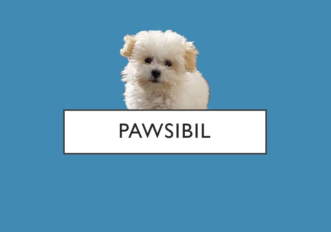 pawsibil.JPG