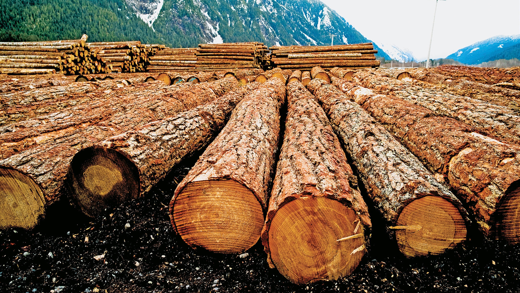 forestry.jpeg