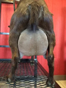 Layla's third freshening udder