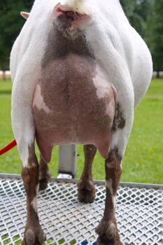 Third freshening udder