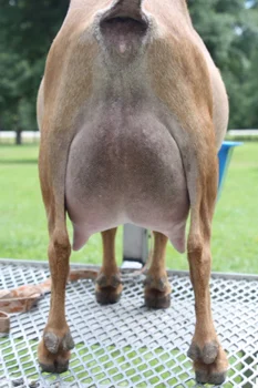 Second freshening udder