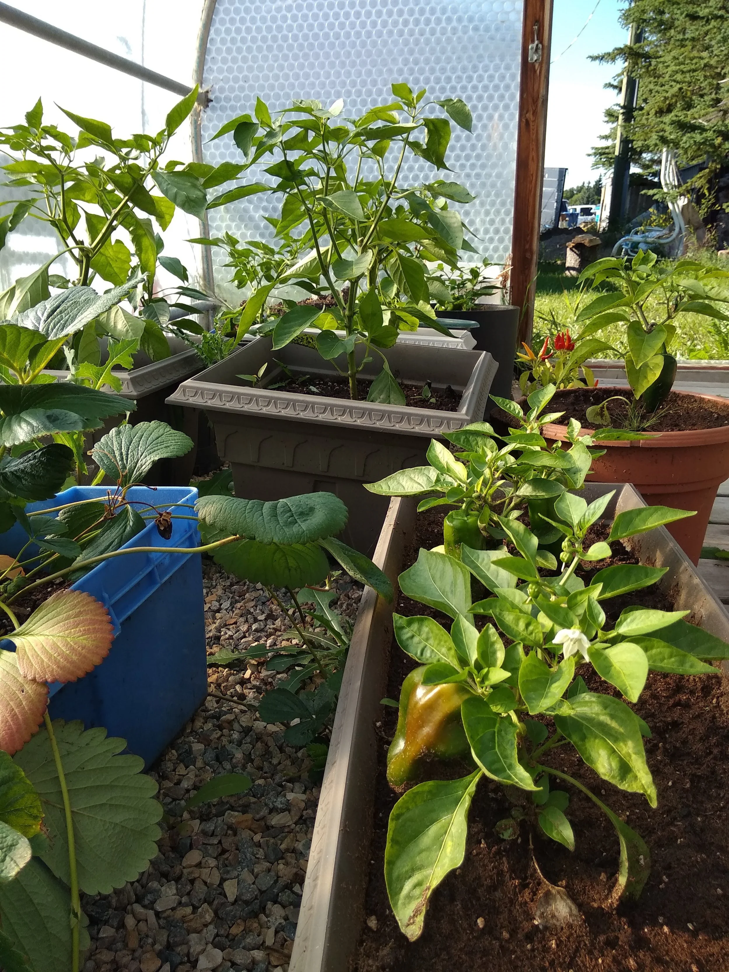 Happy plants in a Solawrap greenhouse, Manitoba