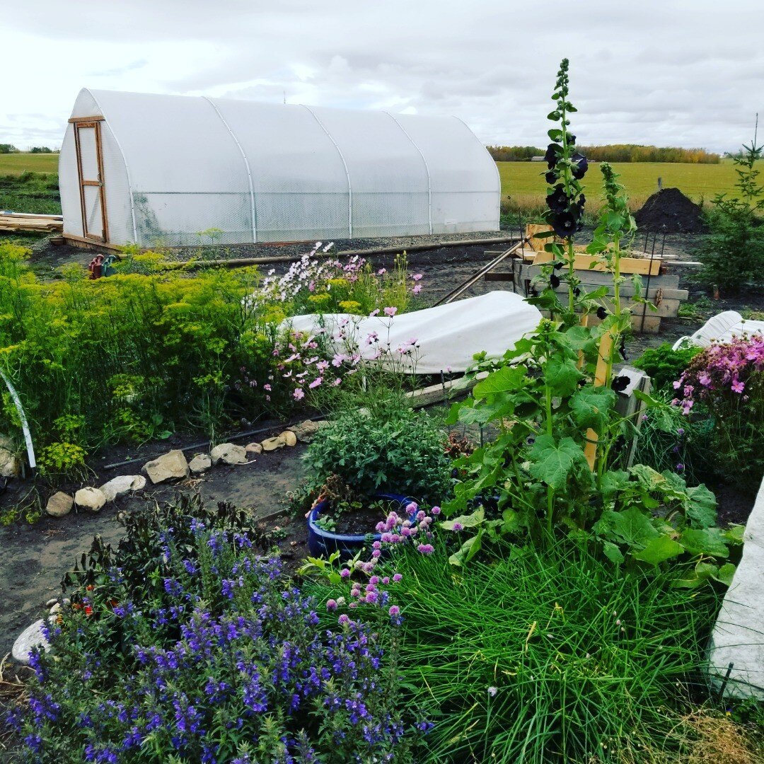 Four-bay Growing Technologies Greenhouse looking lovely in Alberta
🌥 💚 🌱
.
.
.
.
#solawrapcanada #greenhouse #growingtechnologies #sustainablegrowing #permaculture 
#growtechcanada #greenhousedesign #gardening #alberta