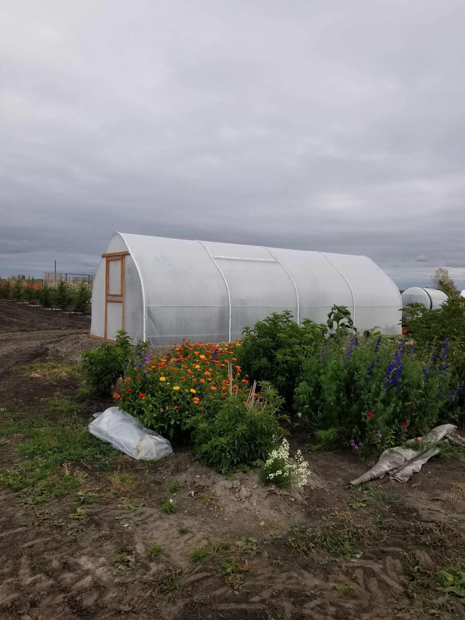  Four-bay Growing Technologies greenhouse looking lovely in Alberta 