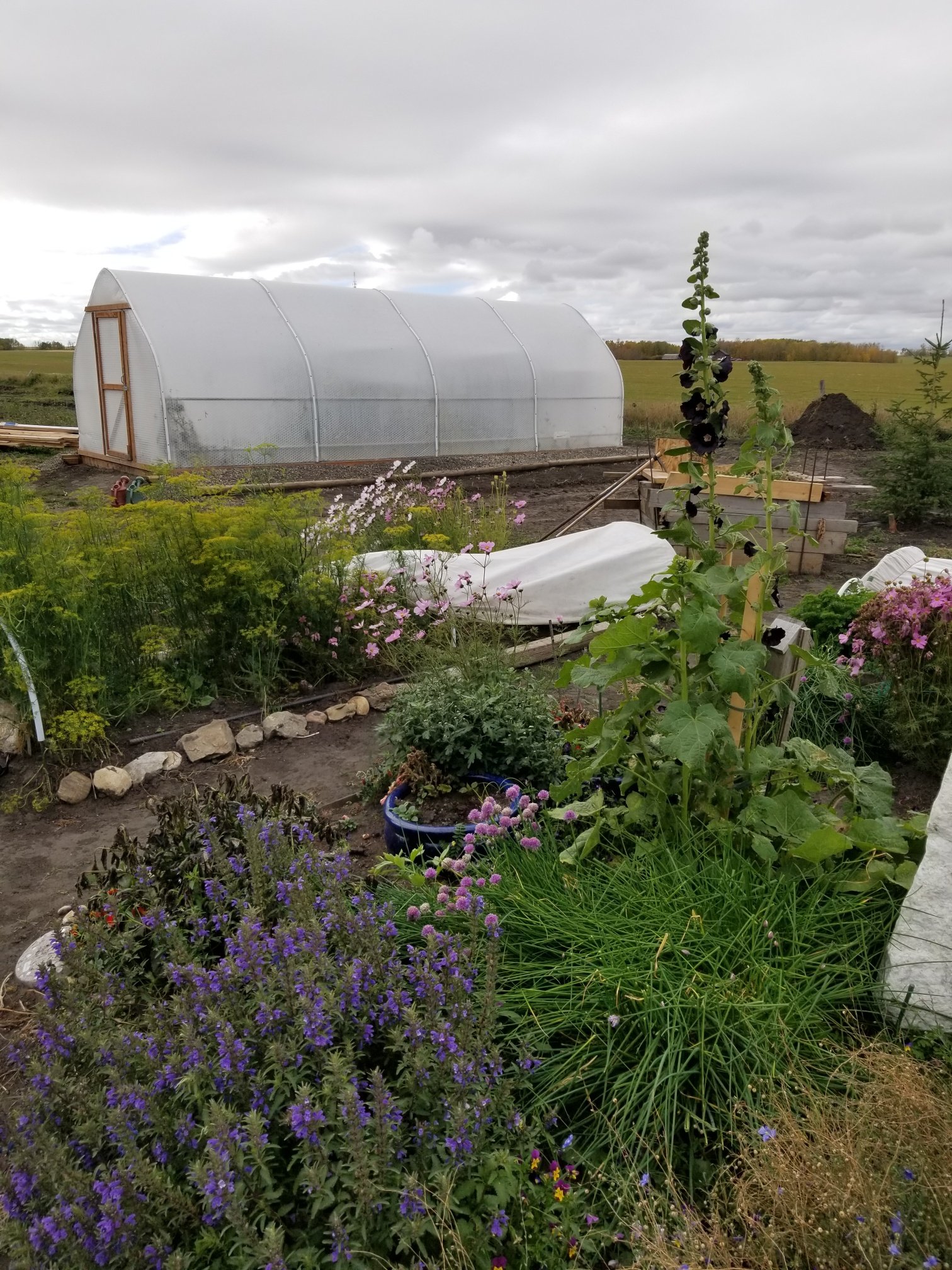  Four-bay Growing Technologies greenhouse looking lovely in Alberta 