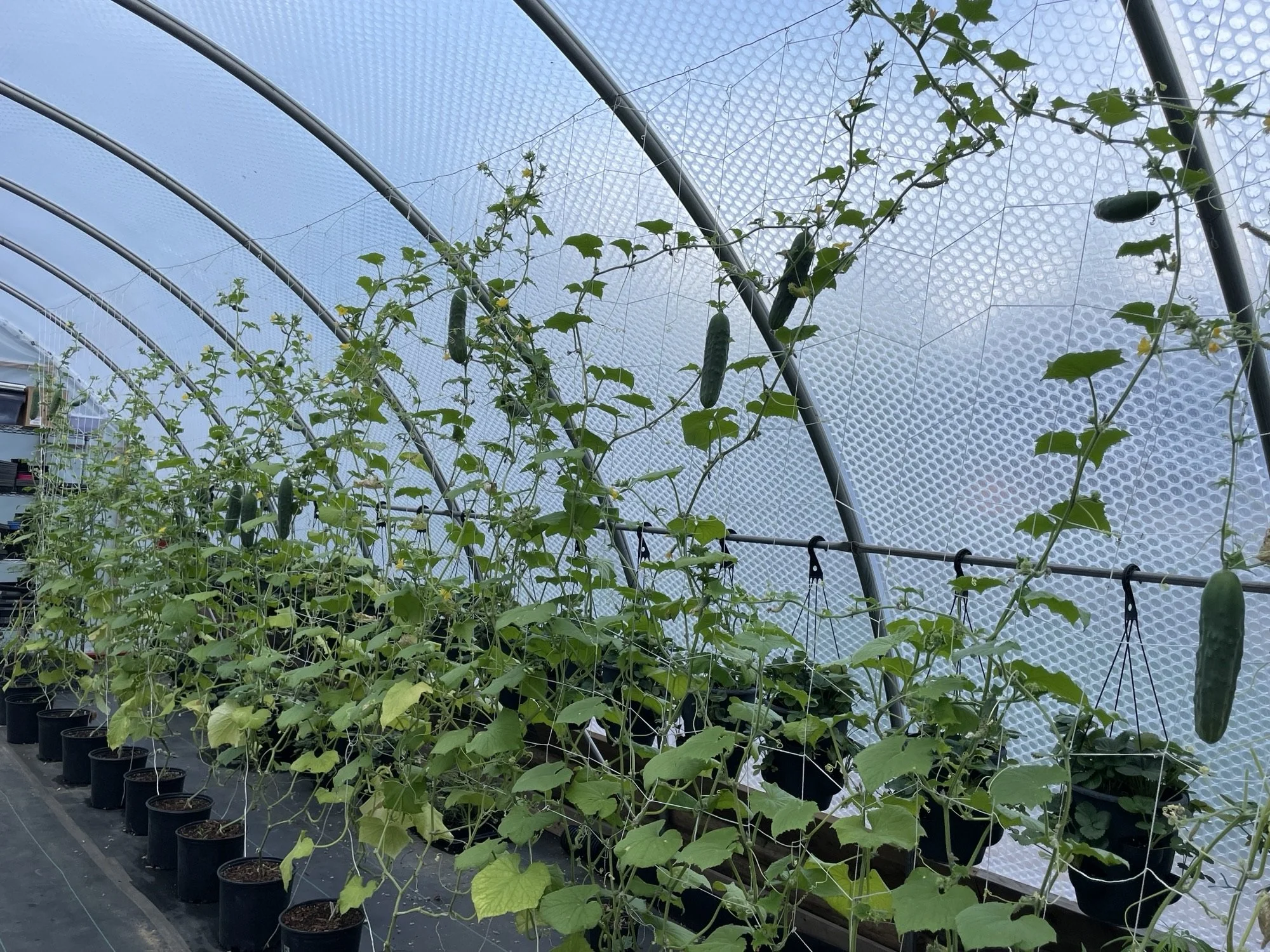 CedarGrovePlants2024.jpeg