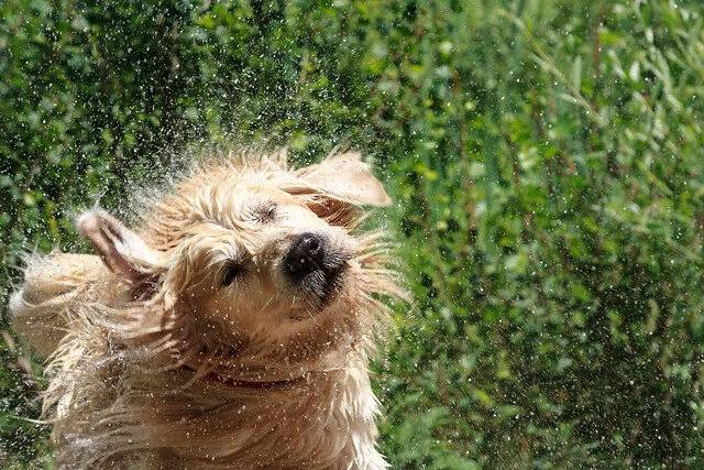 Shaking dog.jpg