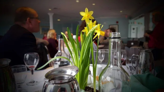St. David's Daffodils
