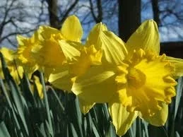 St. David's Day Walk in Elizabeth Park