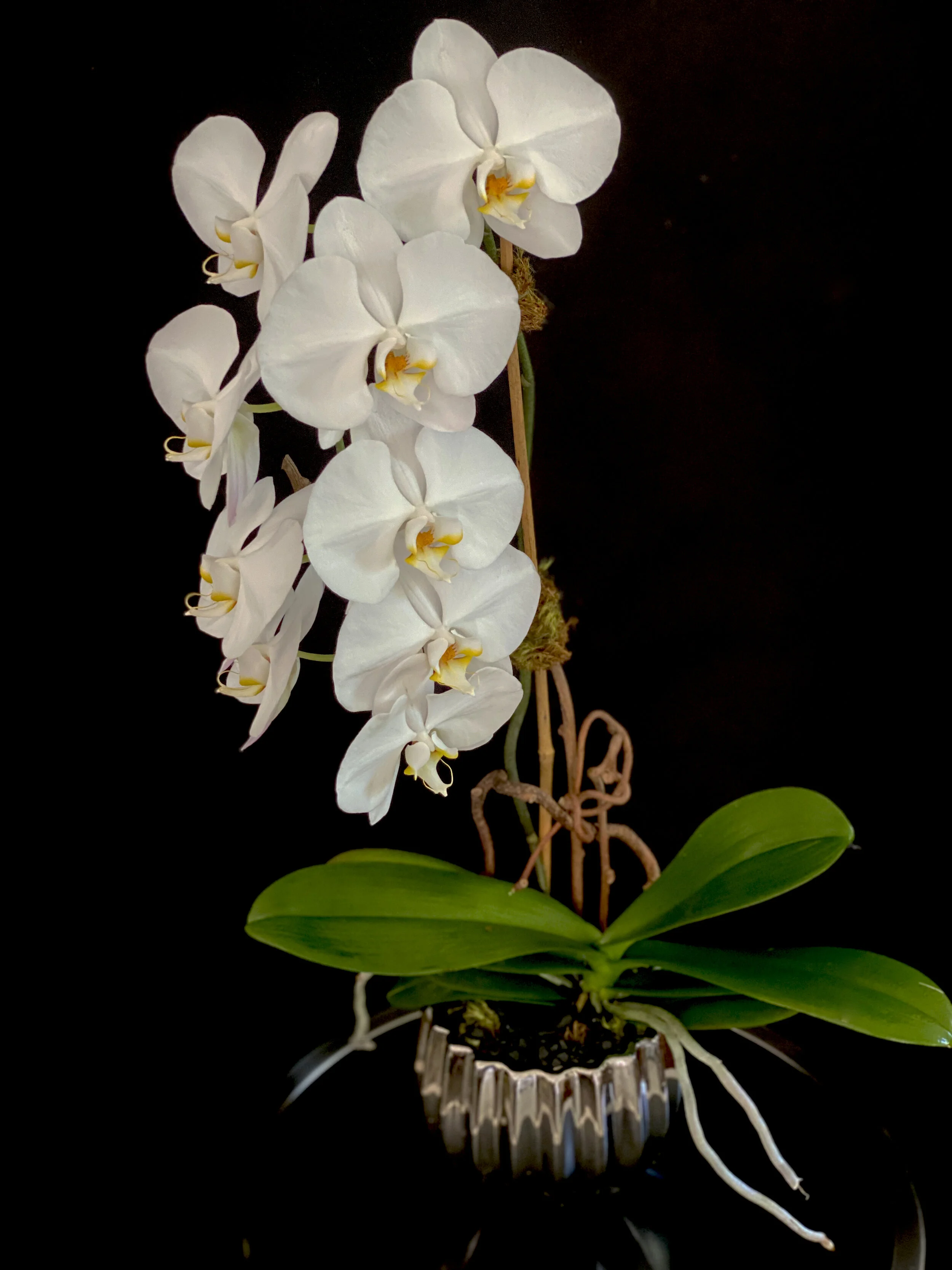 SINGLE STEM CASCADING ORCHID