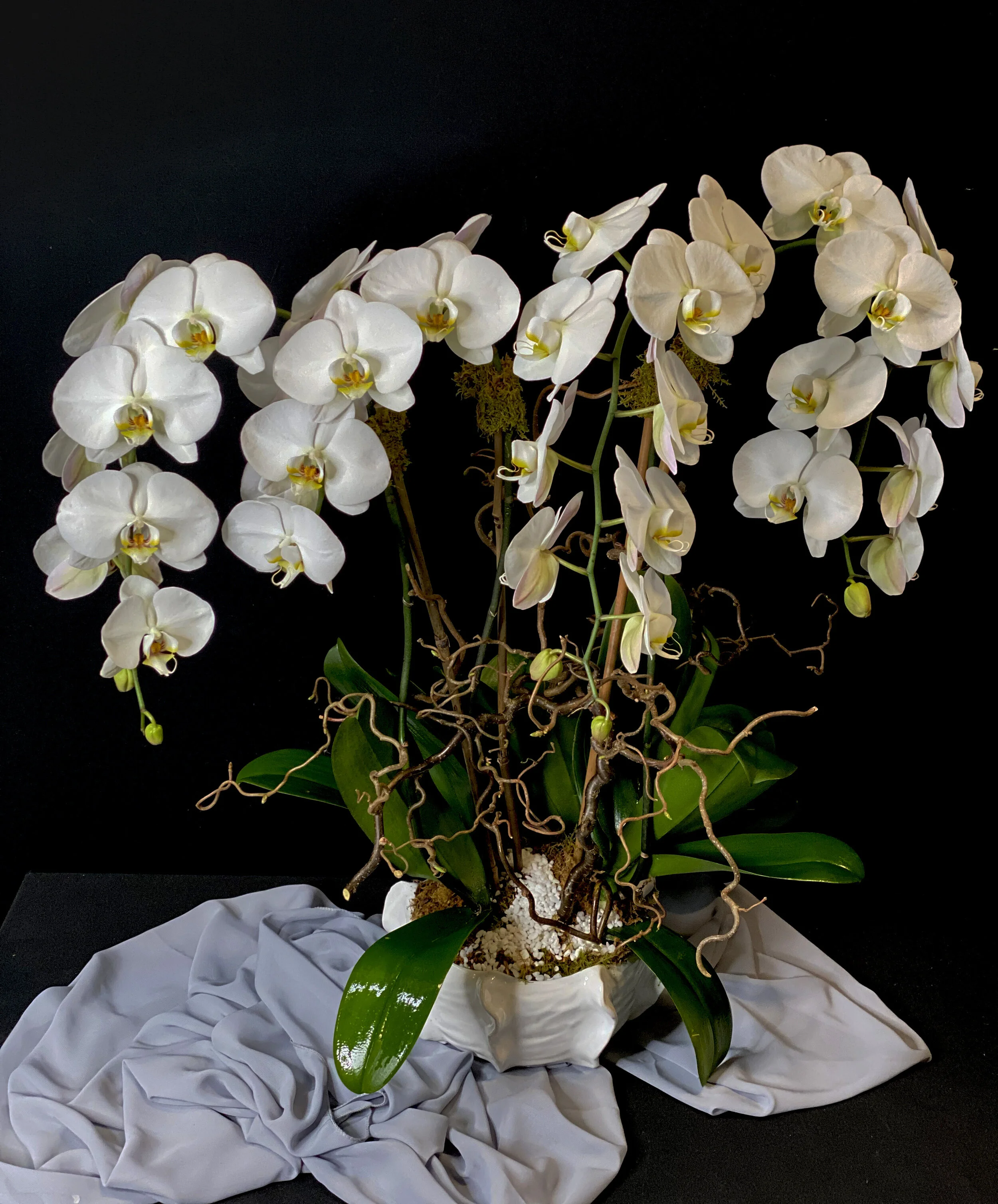 FOUR STEM CASCADING  ORCHID
