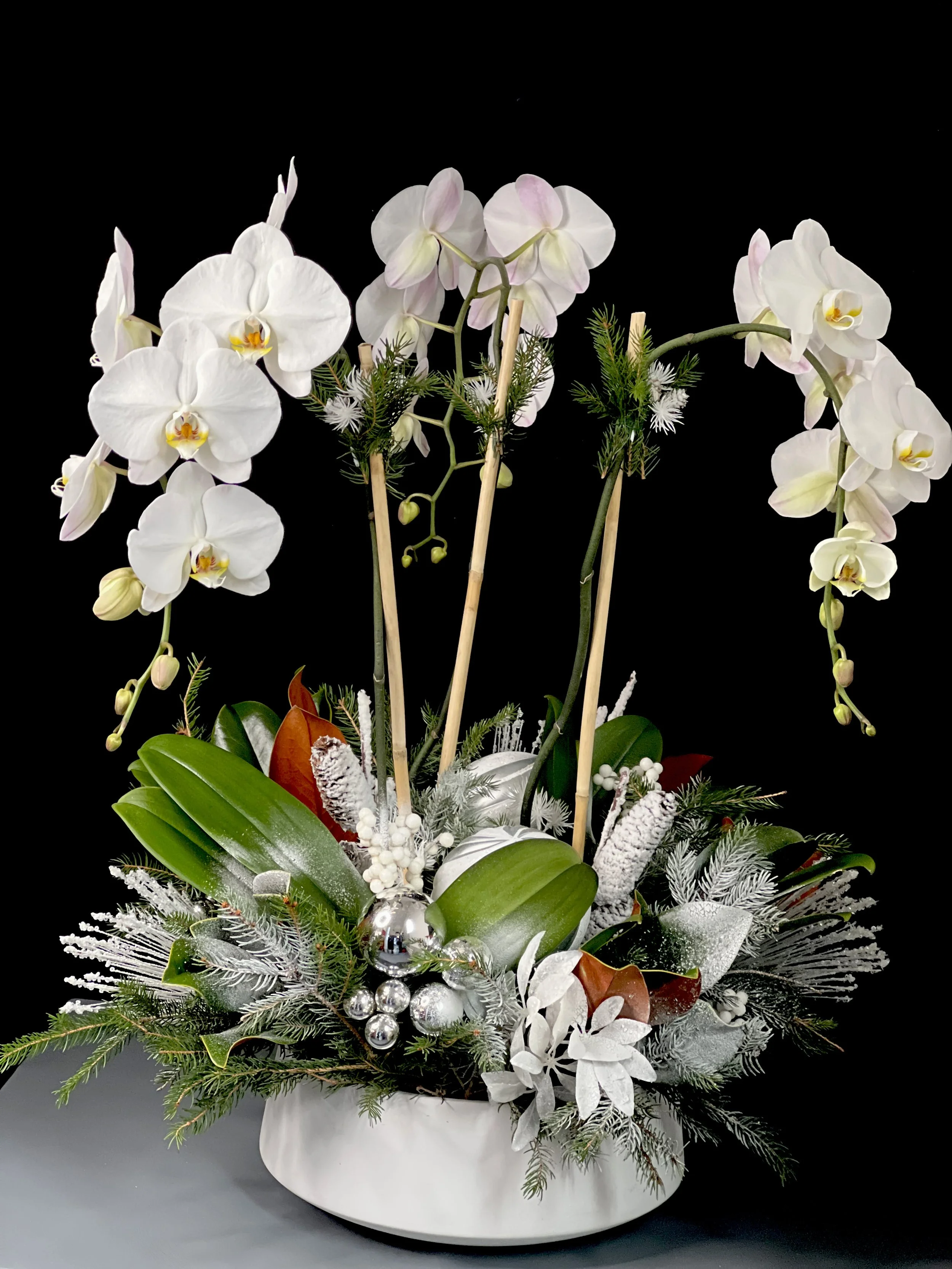 TRIPLE STEM HOLIDAY ORCHID